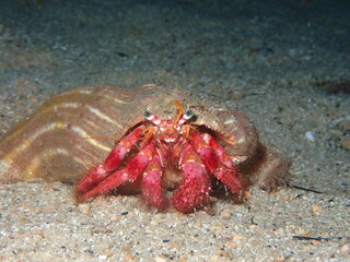 Dardanus calidus