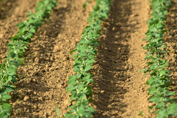 Sojabohnen, Glycine maximus,  Glycine max  im  2-4-6  Blattstadium