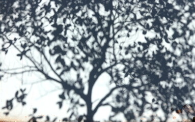 Whole tree shadow on white painted cement wall in Thailand.