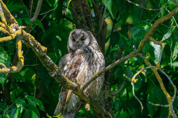 An adult long-eared Owl perched on a branch among green leaves, gazing at the camera on a sunny spring day.	