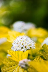 Physocarpus opulifolius, deciduous shrub with lobed leaves and small white flowers clustered in rounded corymbs, close-up view