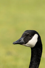 A closeup profile head and neck image of a Canada goose against a defocused background.