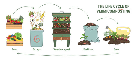 Infographic of vermicomposting. How to make vermicompost at home. Worm composting. Recycling organic waste, vermicomposter. Sustainable living, zero waste concept. Hand drawn vector illustration