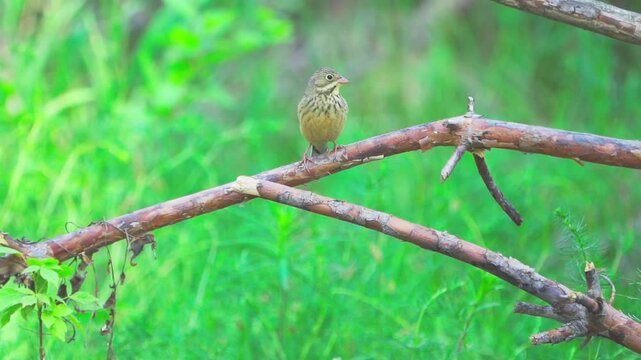 A close-up of an Ortolan Bunting (Emberiza hortulana). The bird sits on a branch against a green blurred background of grass. Slow motion.