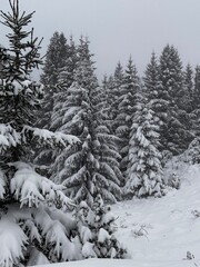 snow covered pine trees