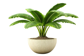 Lush green plant with broad leaves in a round, light-beige pot isolated on transparent or white background. Generative ai