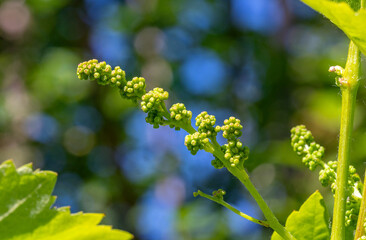 Close up of fruit Buds  inflorescences of white grapes just before flowering in late spring