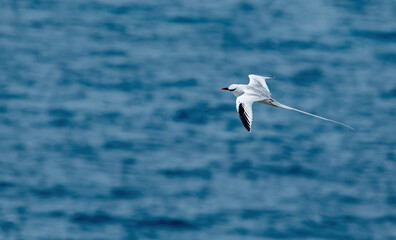 The red-billed tropicbird (Phaethon aethereus) is a tropicbird, one of three closely related species of seabirds, of tropical oceans.