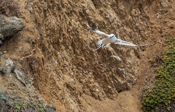 The red-billed tropicbird (Phaethon aethereus) is a tropicbird, one of three closely related species of seabirds, of tropical oceans.