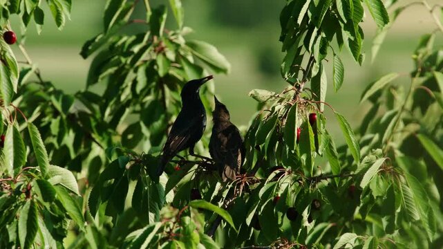 Starling feeding young with cherry