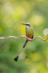 Turquoise-browed motmot - Eumomota superciliosa also Torogoz, colourful tropical bird Momotidae with long tail, Central America.