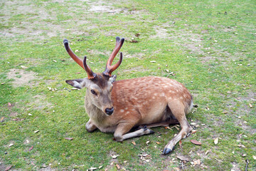 A beautiful stag deer with impressive antlers rests peacefully on the grass outdoors in Nara