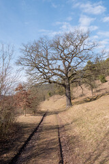 Quercus robur im Leutratal bei Jena Habitus im Winter unbelaubt