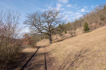 Quercus robur im Leutratal bei Jena Habitus im Winter unbelaubt