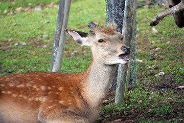 A charming deer with spotted fur rests in a green field, mouth slightly open in Nara