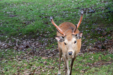A handsome deer with budding antlers gazes intently at the camera in a forest setting in Nara