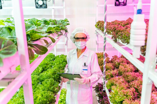 Scientist in sterile lab uniform monitors rows of hydroponic lettuce in a high-tech vertical farm using a tablet, showcasing innovation in sustainable, eco-friendly urban agriculture technology.