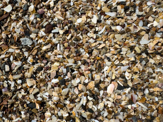 Macro view of beach sand mixed with small shells