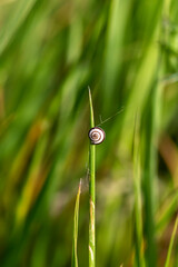 Snail (Cochlea) on a green grass close-up