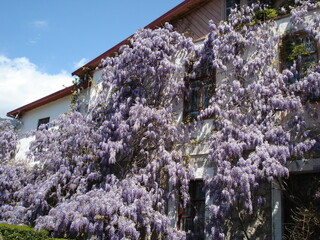 Wisteria Vines on Building Facade. House plant flowers garden. Purple color