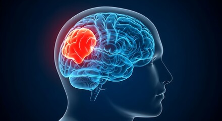 Human Brain Anatomy: Parietal Lobe Highlighted