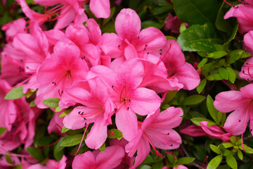 Beautiful display of pink azalea flowers in full bloom against a backdrop of green leaves, Ericaceae