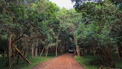 4WD trucks driving on muddy trail track in dense forest trees on wildlife safari in Wilpattu National Park Sri Lanka © Travelanza