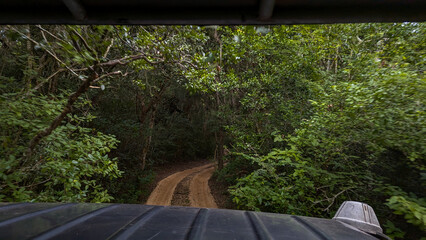 View from 4WD truck driving on muddy trail through dense forest trees on wildlife safari in...