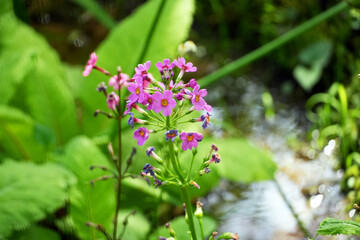 Vibrant cluster of pink Primulaceae blooming near a tranquil stream under sunlight, Primula japonica A.Gray