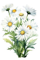 Daisy bouquet daisy flower plant.