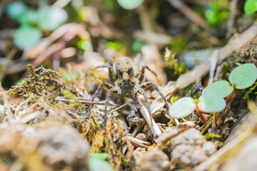 卵のうを尻に付けて運ぶコモリグモ
