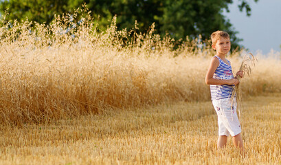 A young boy standing in a golden wheat field, holding stalks of grain on a sunny day. Ideal for rural lifestyle, farming, childhood, and summer themes