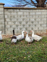a bunch of geese standing in front of a house. The birds are gathered together on a sunny day