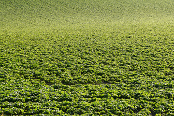 Sojabohnen, Glycine maximus,  Glycine max, vor Reihenschluss, Reihenschluss
