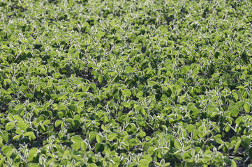 Sojabohnen, Glycine maximus,  Glycine max, vor Reihenschluss, Reihenschluss