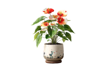 Anthurium plant with bright red and white heart-shaped flowers in speckled pot, isolated on a transparent background