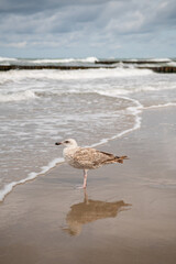 Young European herring gull (Larus argentatus) standing on the beach of Baltic sea, Germany. Waves...