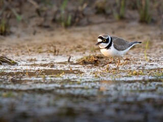 Little ringed plover (Charadrius dubius) in the water