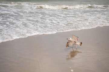 Young European herring gull (Larus argentatus) standing on the beach of Baltic sea, Germany. Waves...