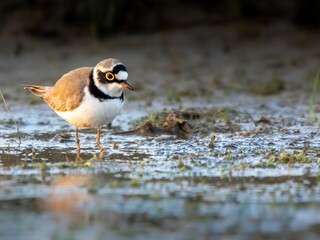 Little ringed plover, Charadrius dubius, single bird in water, Warwickshire