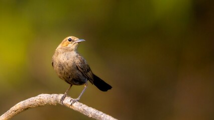 Rock chat Perch in nature's embrace