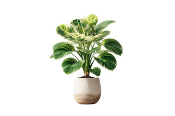 Large monstera deliciosa with green and cream variegated leaves in two-toned ceramic planter, isolated on a transparent background
