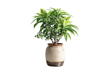 Obraz premium Mixed planting with dracaena and small-leafed plant growing together in neutral speckled ceramic container, isolated on a transparent background