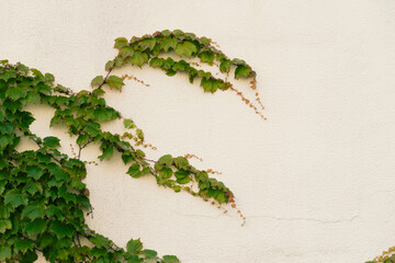 green ivy leave plant on the beige wall background