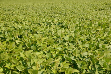 Sojabohnen, Glycine maximus,  Glycine max, Schotenansatz, Schotenbildung