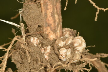 Sojabohnen; Glycine maximus; Glycine max, Wurzelknöllchen,  Knöllchenbakterien.