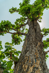 Fototapeta premium Teak Tree (Tectona grandis) Leaves & Trunk in Uttarakhand Jungles