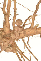 Sojabohnen; Glycine maximus; Glycine max, Wurzelknöllchen,  Knöllchenbakterien.