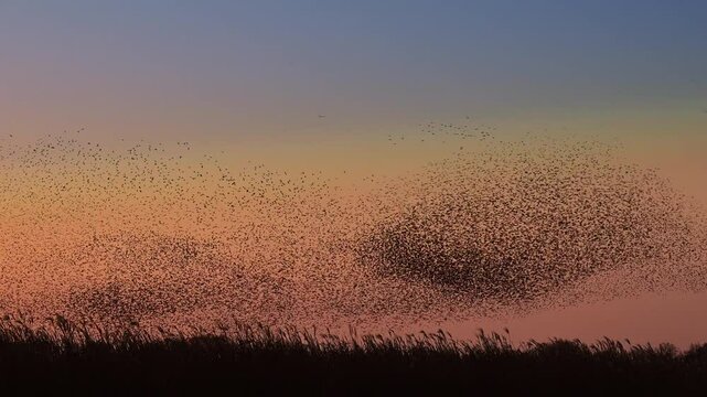 Starling bird murmuration in the sky during sunset at the end of a winter day. Huge groups of starlings flying (Sturnidae) in the sky moving in shape-shifting clouds before the night. Sparrow hawks bi