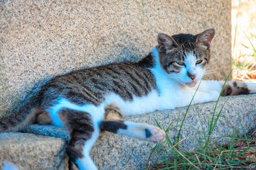 佐柳島の猫
